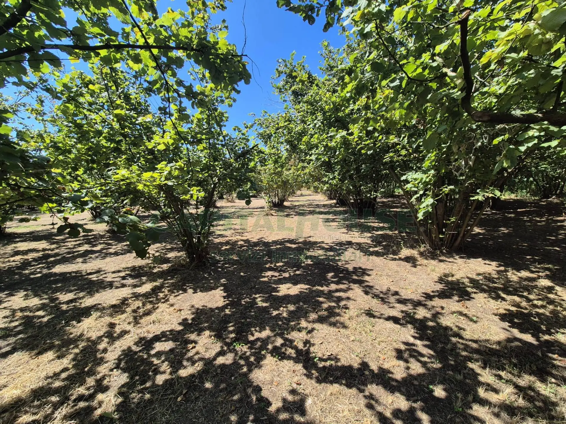 Immagine per Terreno Agricolo in vendita a Massa di Somma via palma 