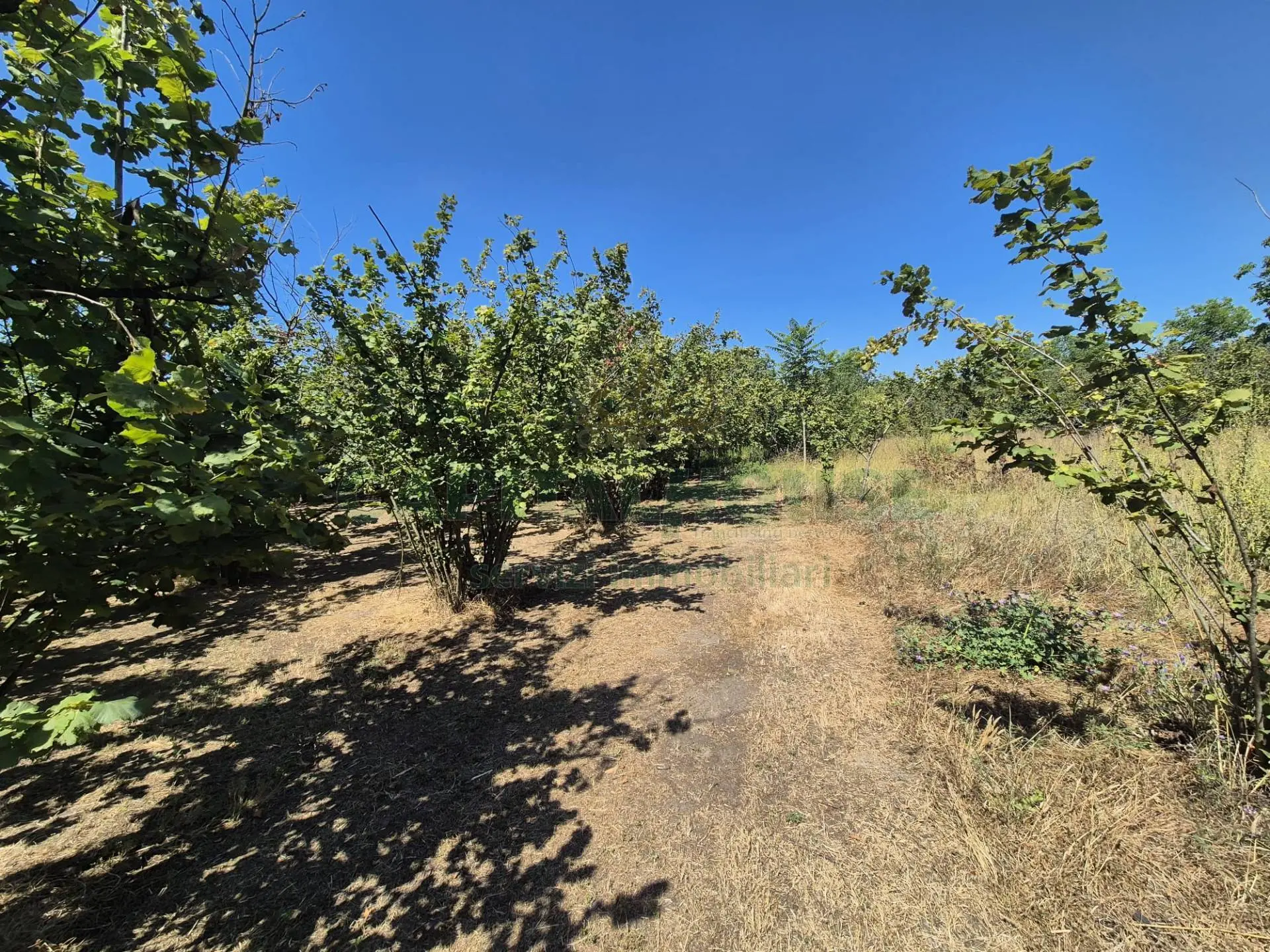 Immagine per Terreno Agricolo in vendita a Massa di Somma via palma 