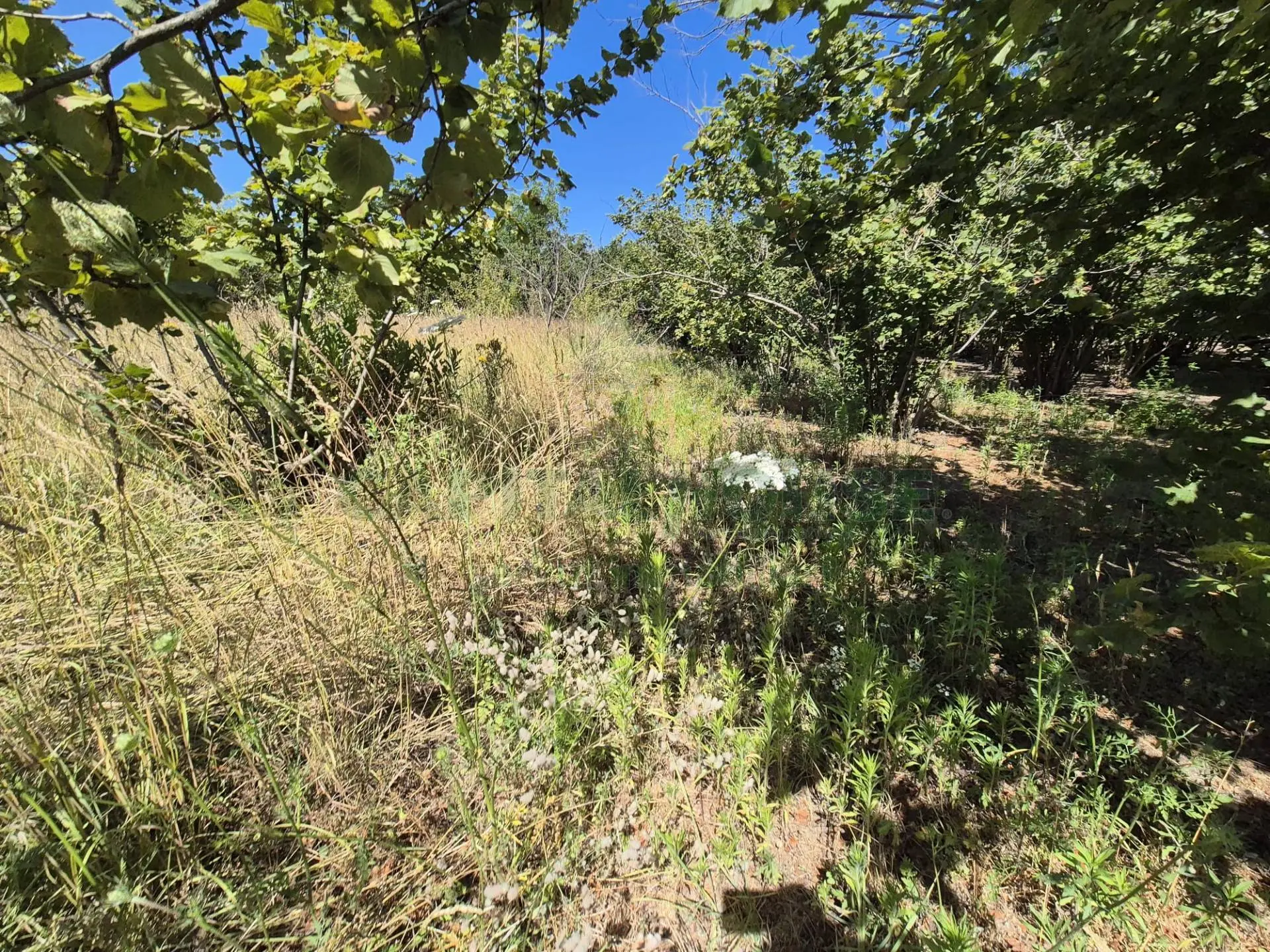 Immagine per Terreno Agricolo in vendita a Massa di Somma via palma 