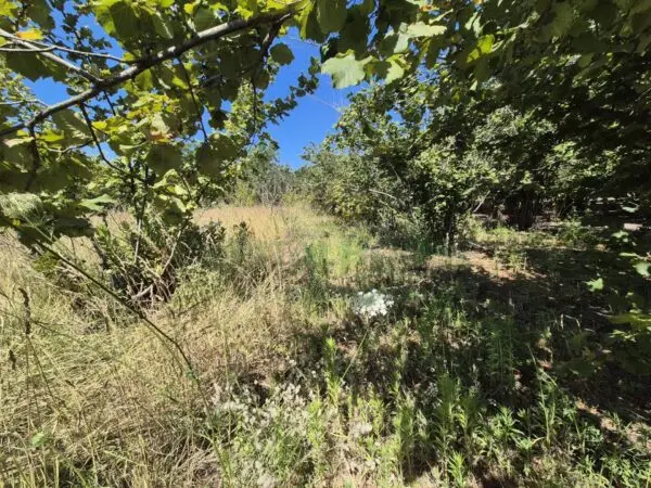 Terreno Agricolo via Palma, Massa Di Somma