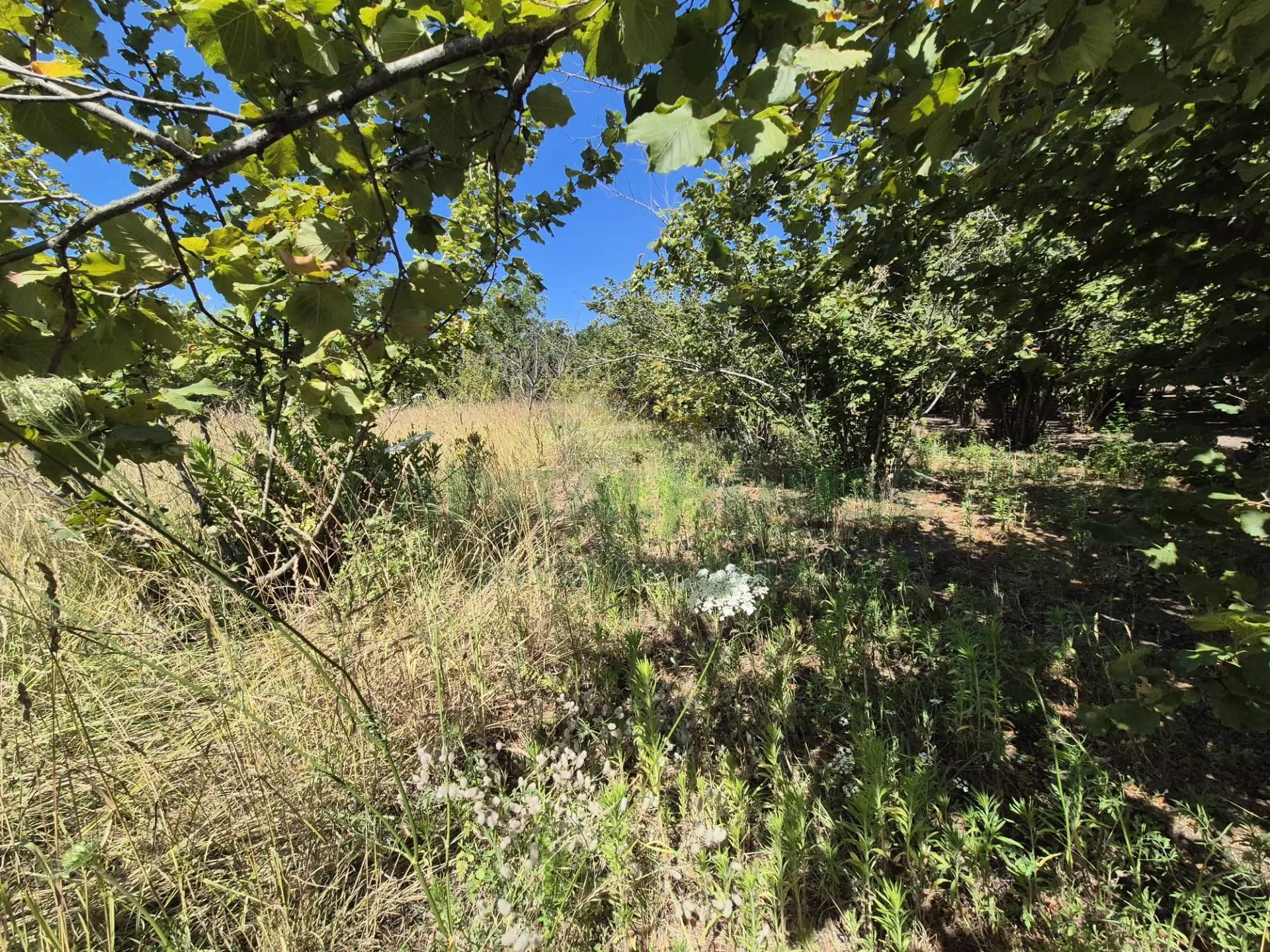 Immagine per Terreno Agricolo in vendita a Massa di Somma via palma 