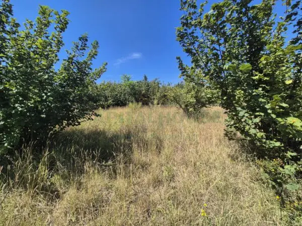 Terreno Agricolo via Palma, Massa Di Somma