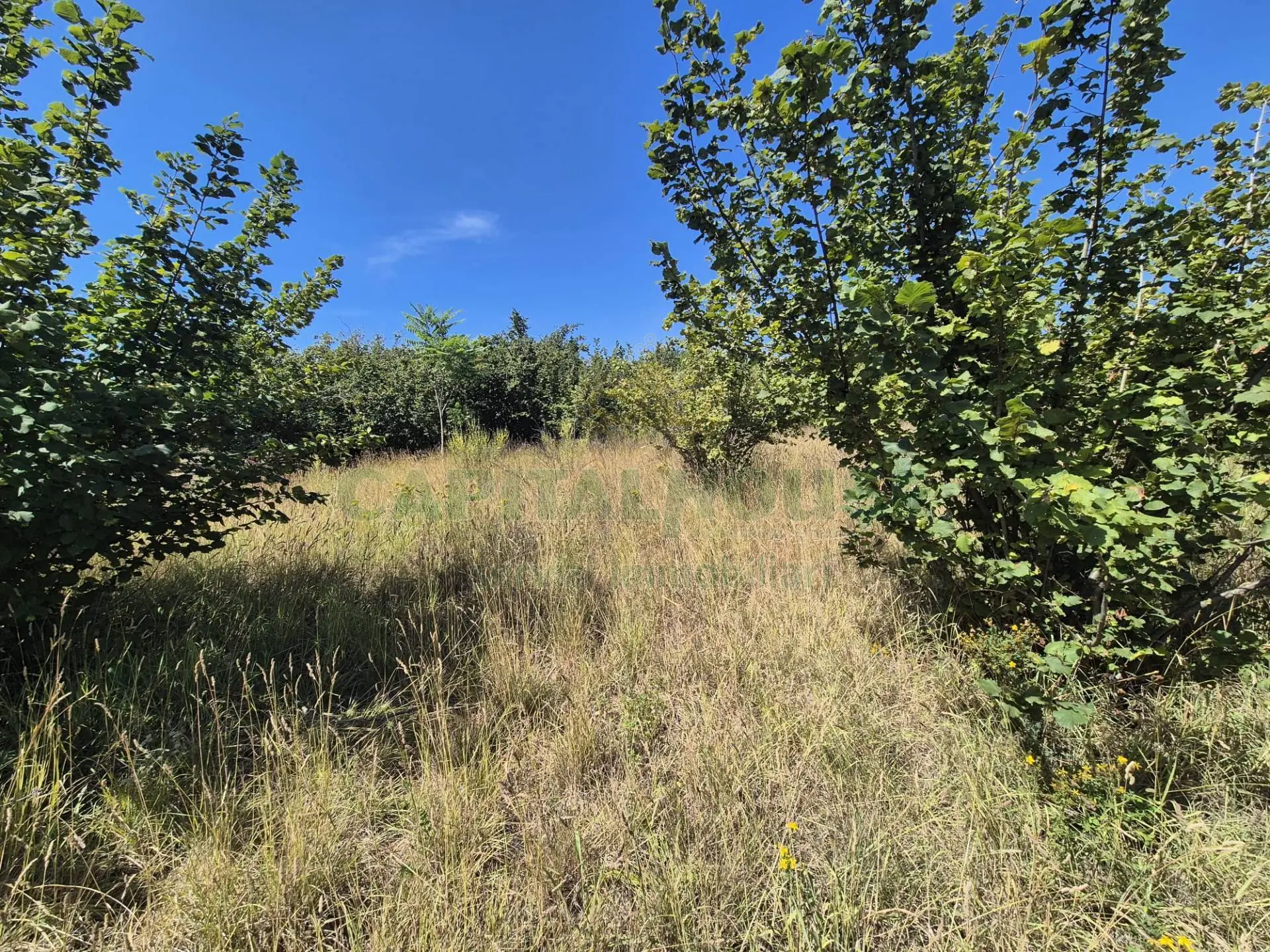 Immagine per Terreno Agricolo in vendita a Massa di Somma via palma 