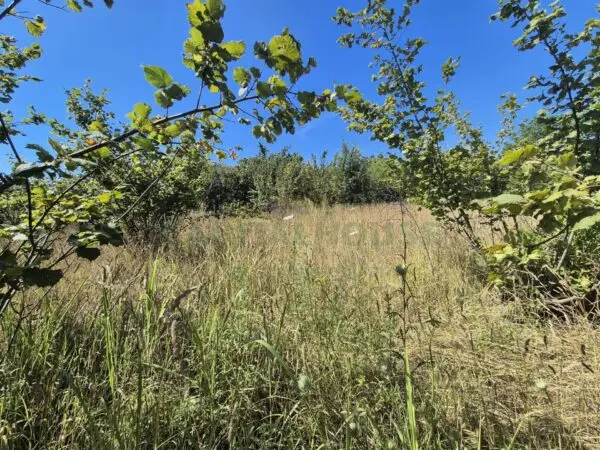 Terreno Agricolo via Palma, Massa Di Somma