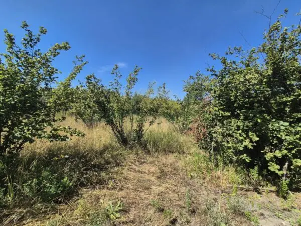 Terreno Agricolo via Palma, Massa Di Somma
