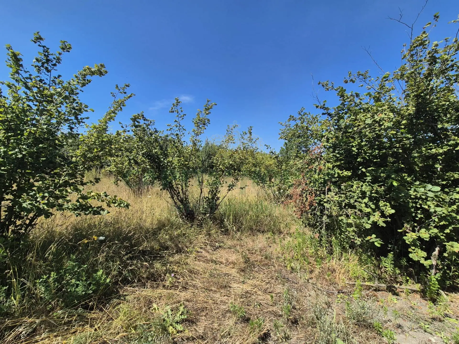 Immagine per Terreno Agricolo in vendita a Massa di Somma via palma 