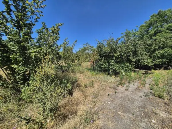 Terreno Agricolo via Palma, Massa Di Somma