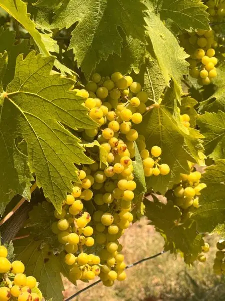 Rustico/Casale via Regione Secco 72, Canelli