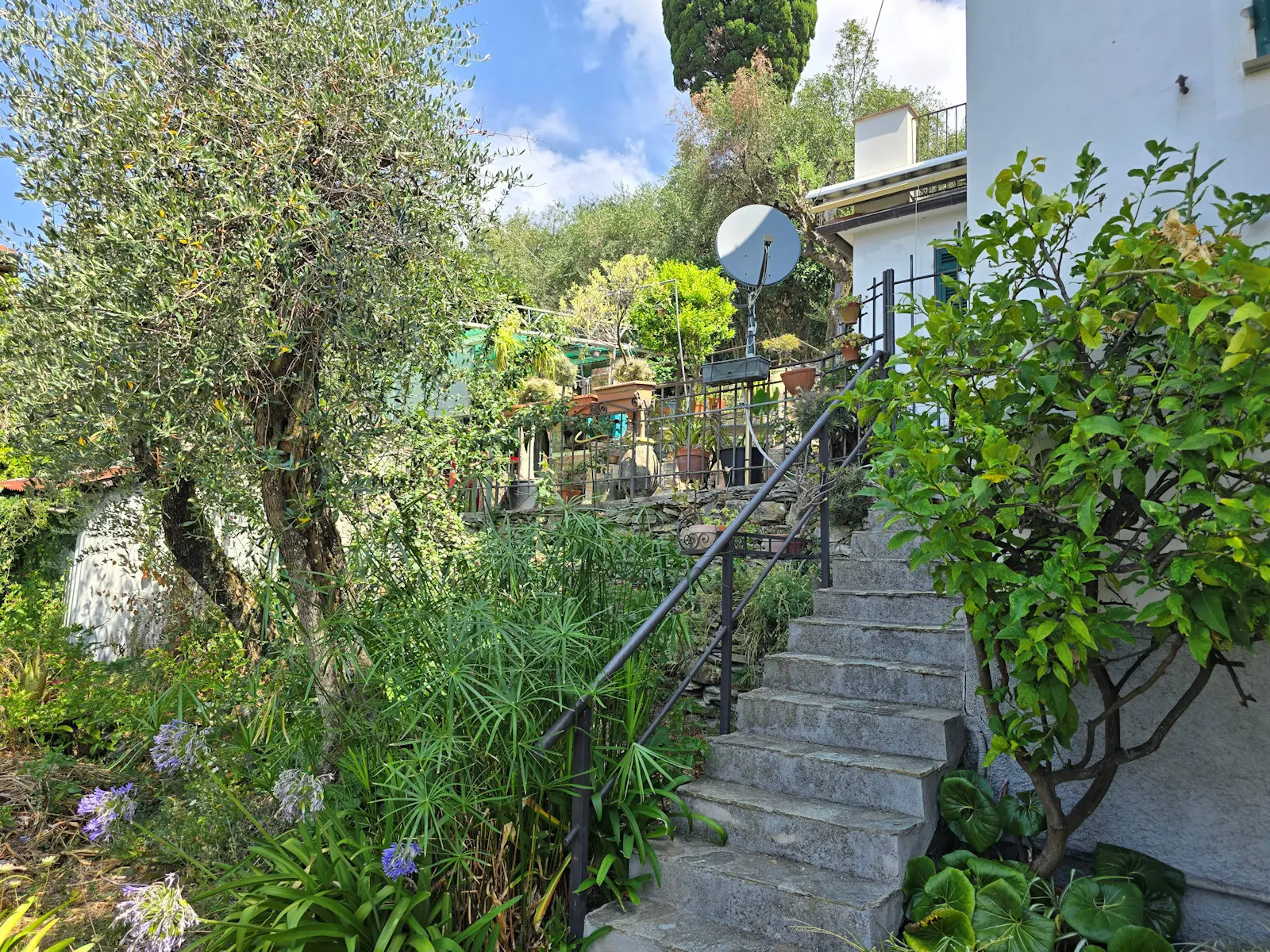 Immagine per Terratetto in affitto a Zoagli via Dei Velluti 5