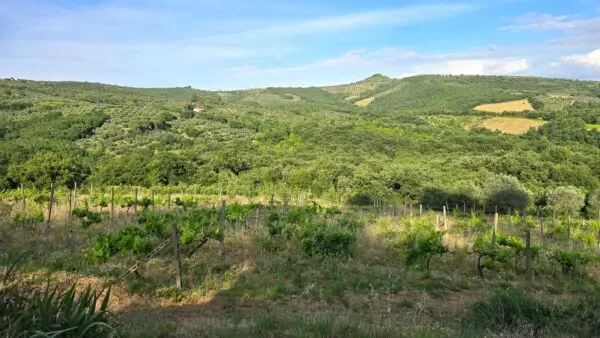 Immagine per Casale in vendita a Panicale via Del Boschetto 1