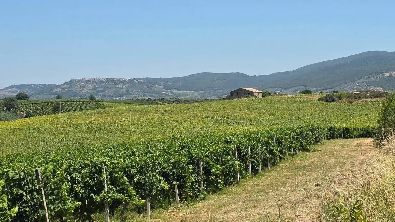 Immagine per Casale in vendita a Baschi strada Provinciale 92