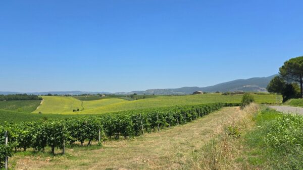 Immagine per Casale in vendita a Baschi strada Provinciale 92