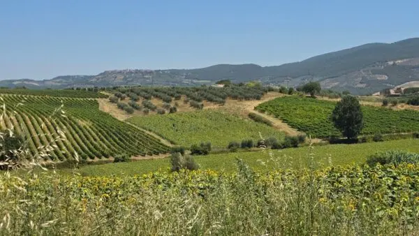 Casale strada Provinciale 92, Baschi