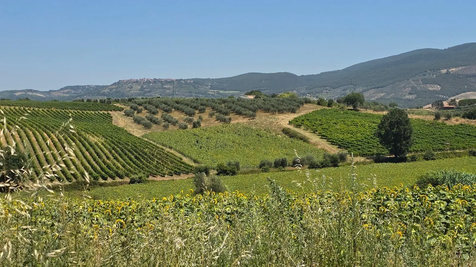 Immagine per Casale in vendita a Baschi strada Provinciale 92