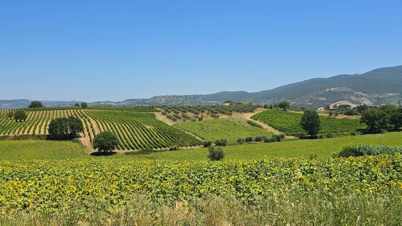Immagine per Casale in vendita a Baschi strada Provinciale 92