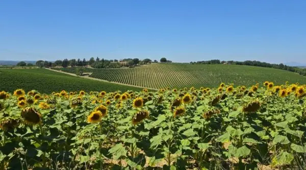 Casale strada Provinciale 92, Baschi
