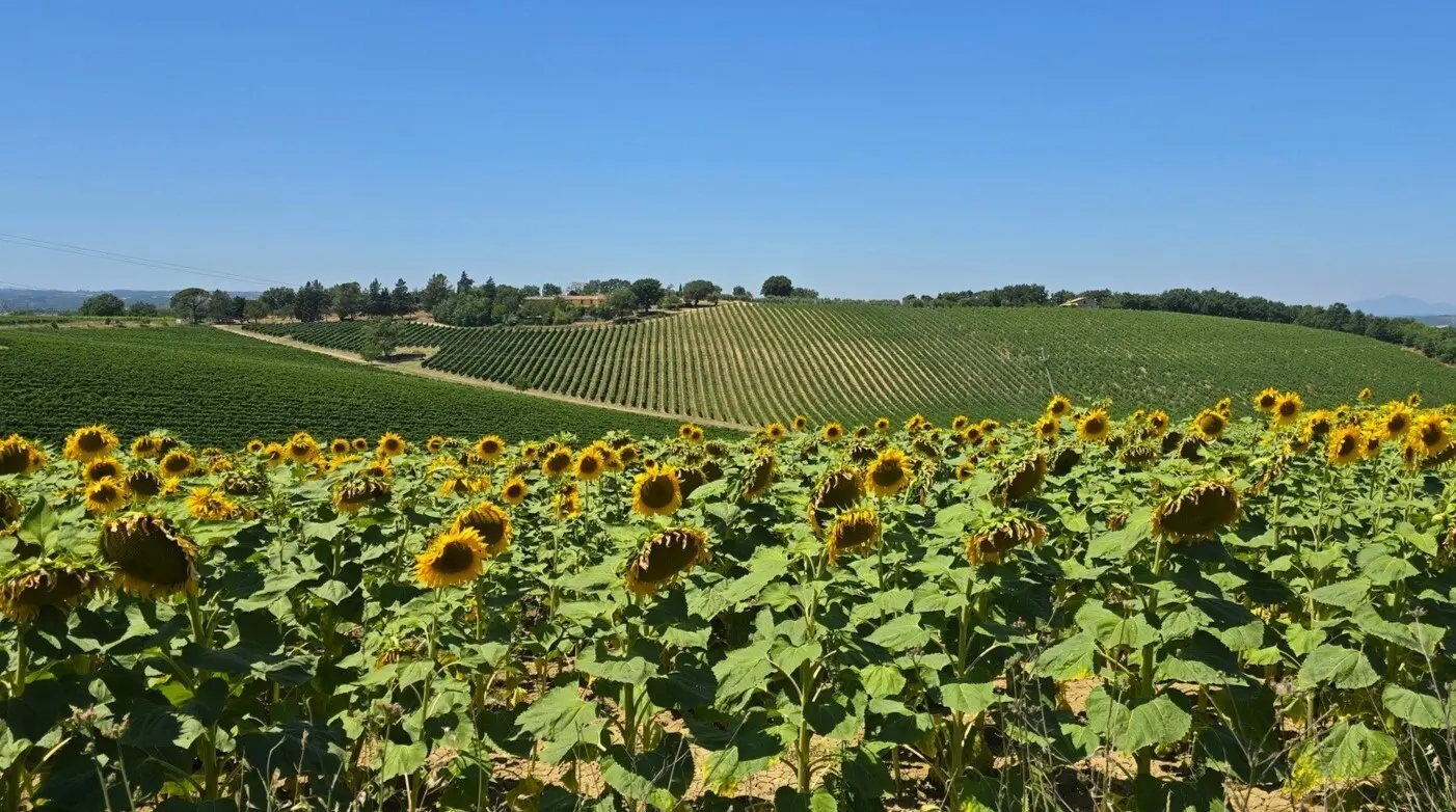 Immagine per Casale in vendita a Baschi strada Provinciale 92