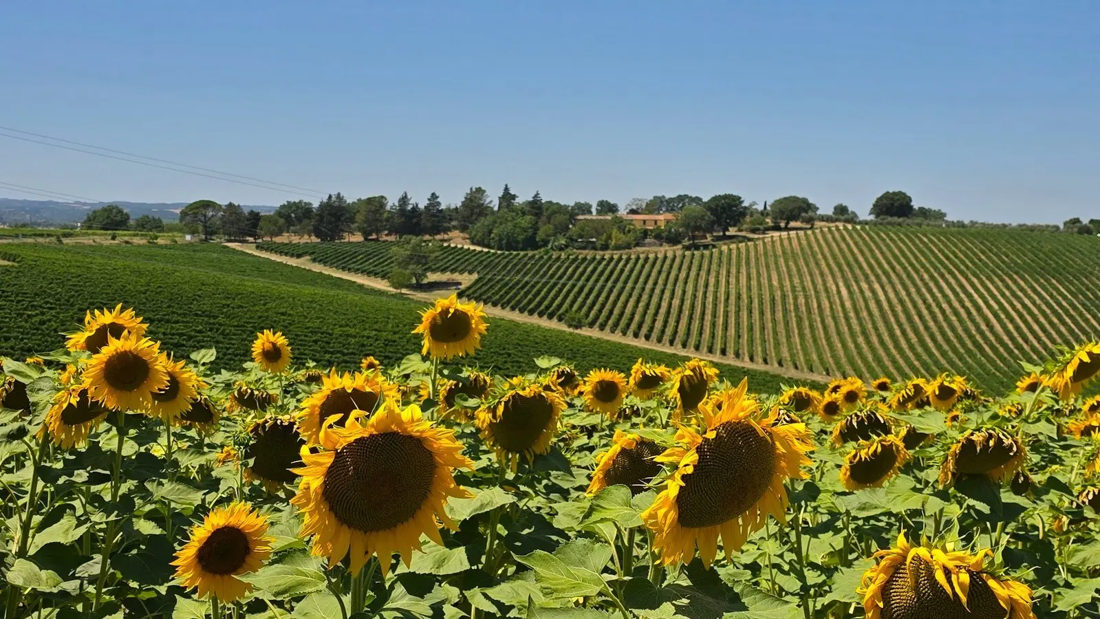 Immagine per Casale in vendita a Baschi strada Provinciale 92