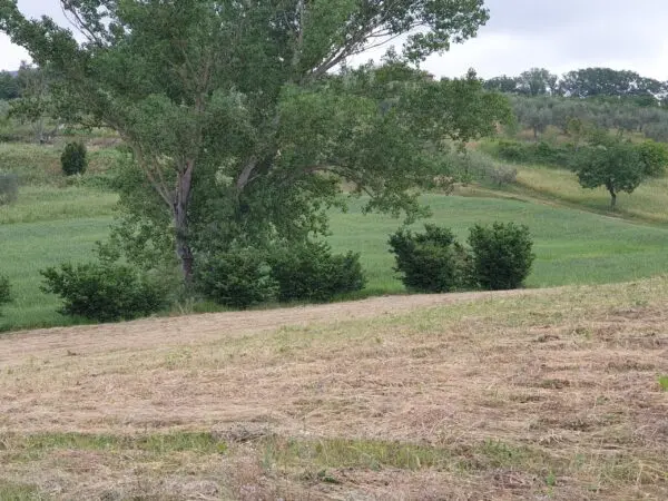 Terreno via Vocabolo Varzoli, Lugnano In Teverina