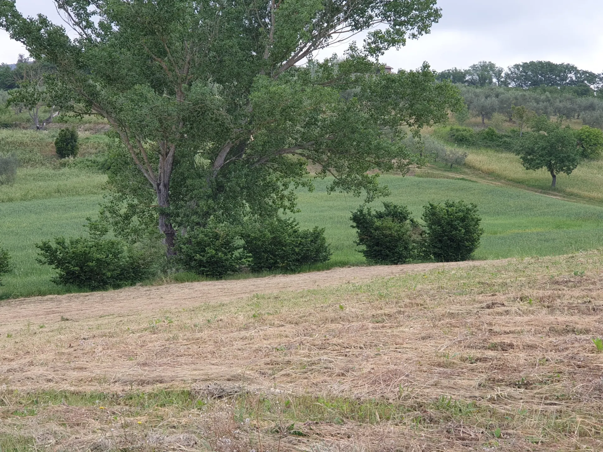 Immagine per Terreno in vendita a Lugnano in Teverina via Vocabolo Varzoli