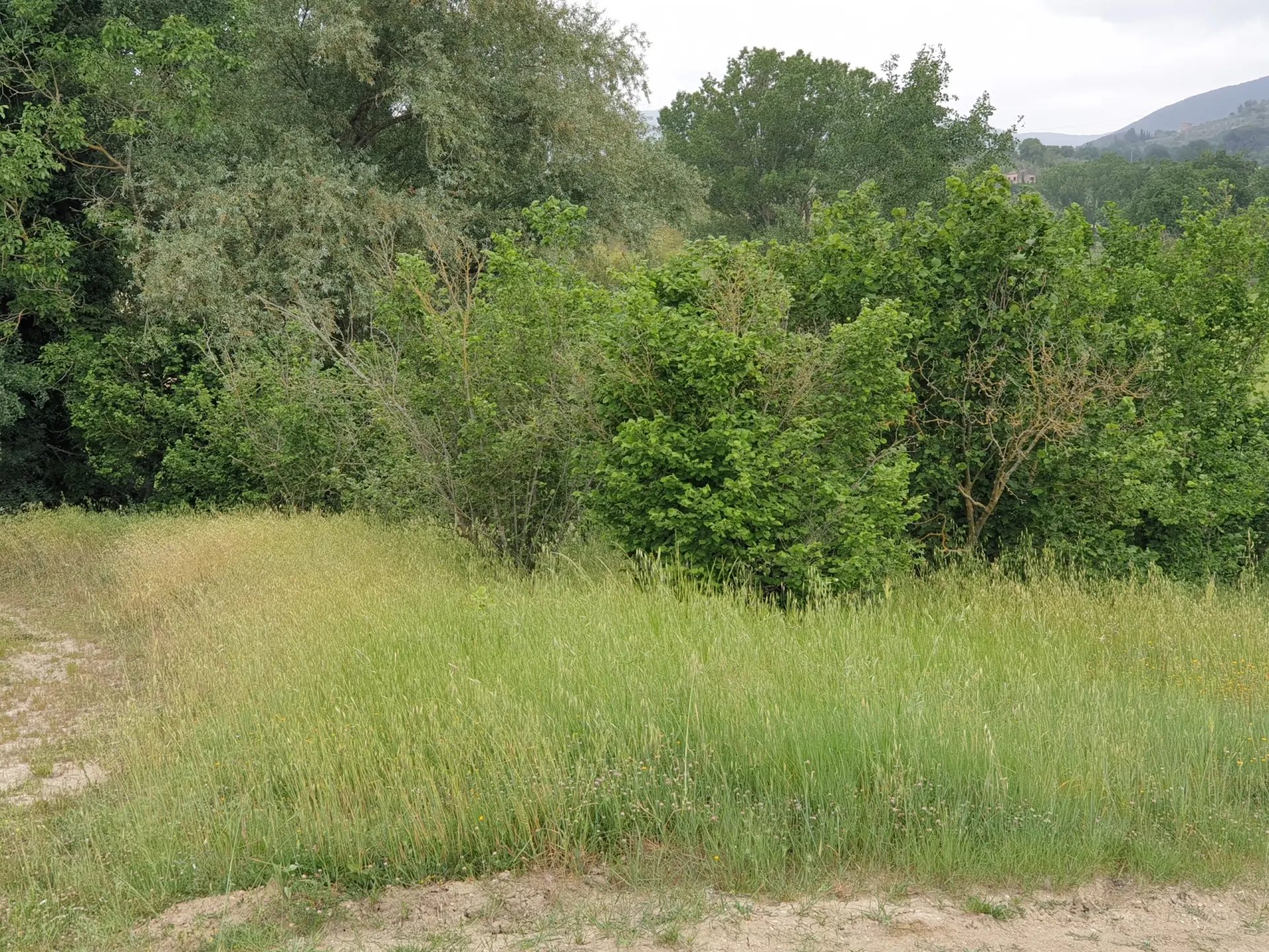 Immagine per Terreno in vendita a Lugnano in Teverina via Vocabolo Varzoli