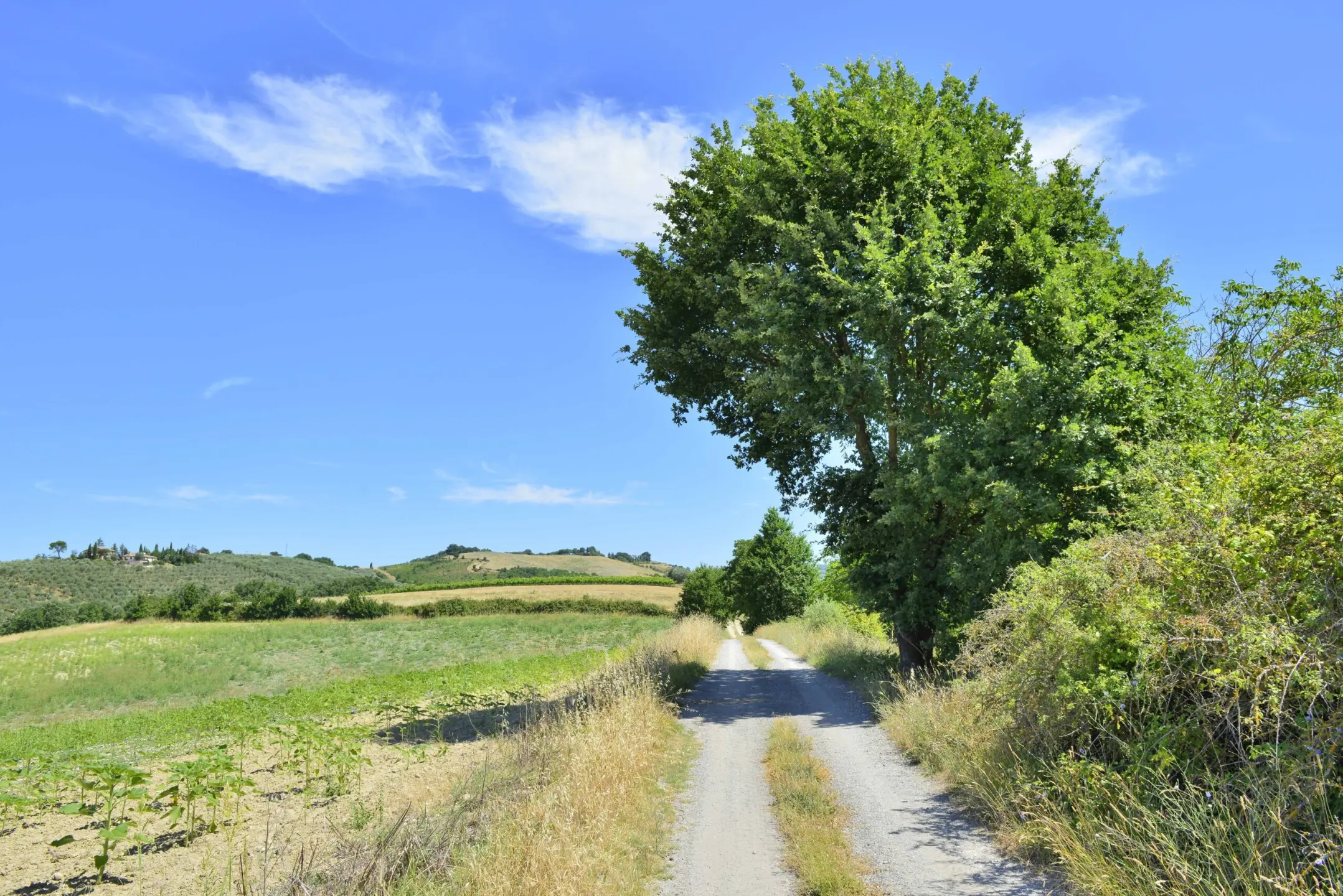 Immagine per Villa in vendita a Baschi via Vocabolo Copio