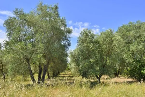 Villa via Vocabolo Copio, Baschi