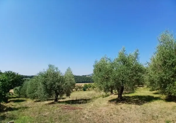 Rustico via Vocabolo Merolfo, Montecastrilli