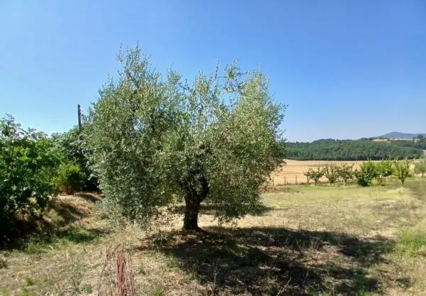 Rustico via Vocabolo Merolfo, Montecastrilli