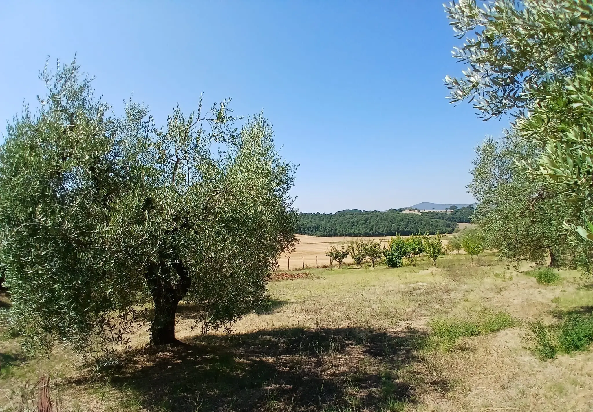Immagine per Rustico in vendita a Montecastrilli via Vocabolo Merolfo