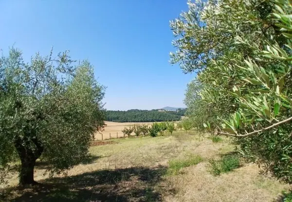 Rustico via Vocabolo Merolfo, Montecastrilli