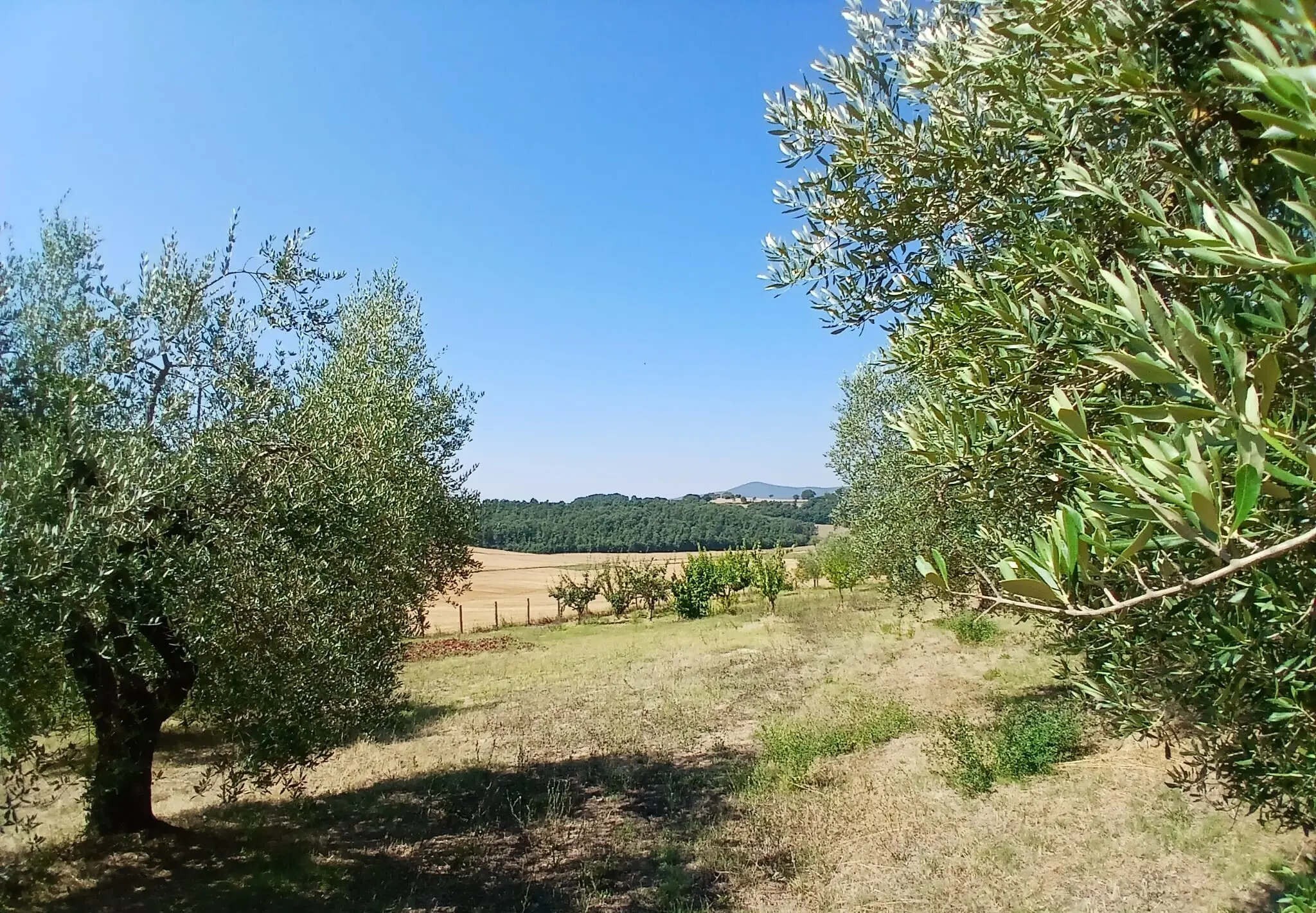 Immagine per Rustico in vendita a Montecastrilli via Vocabolo Merolfo