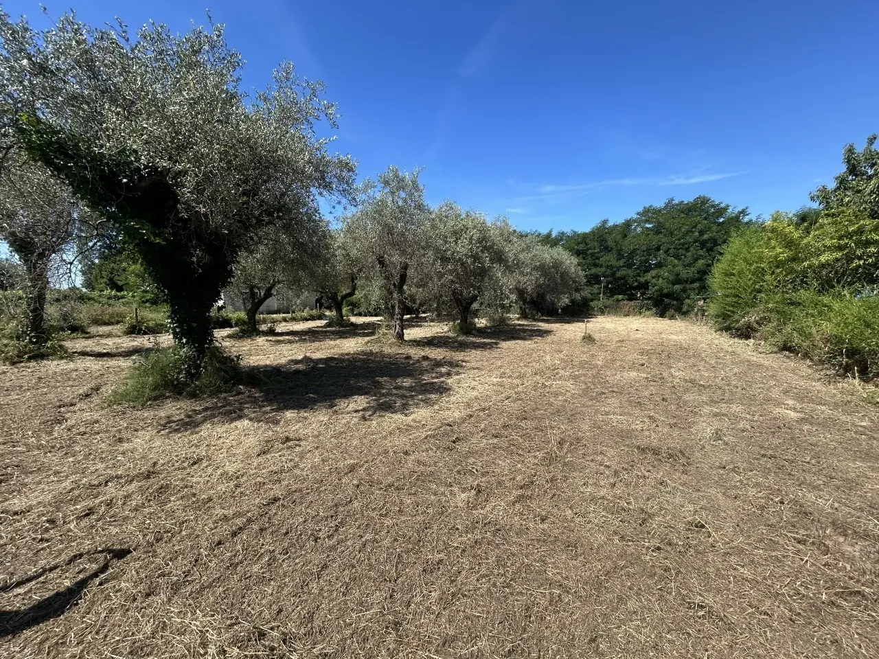 Immagine per Industriale in vendita a Luni via Isola 44