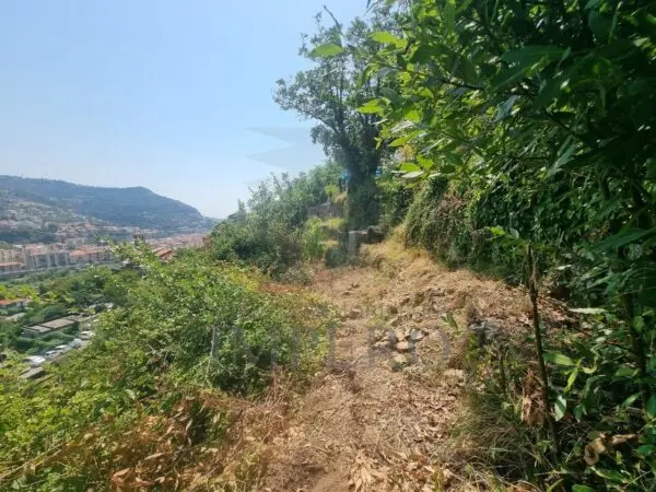 Vigneto via Daffra 20, Ventimiglia