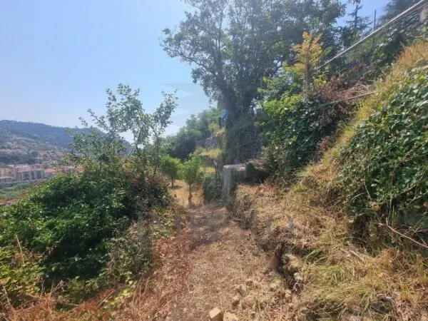 Vigneto via Daffra 20, Ventimiglia
