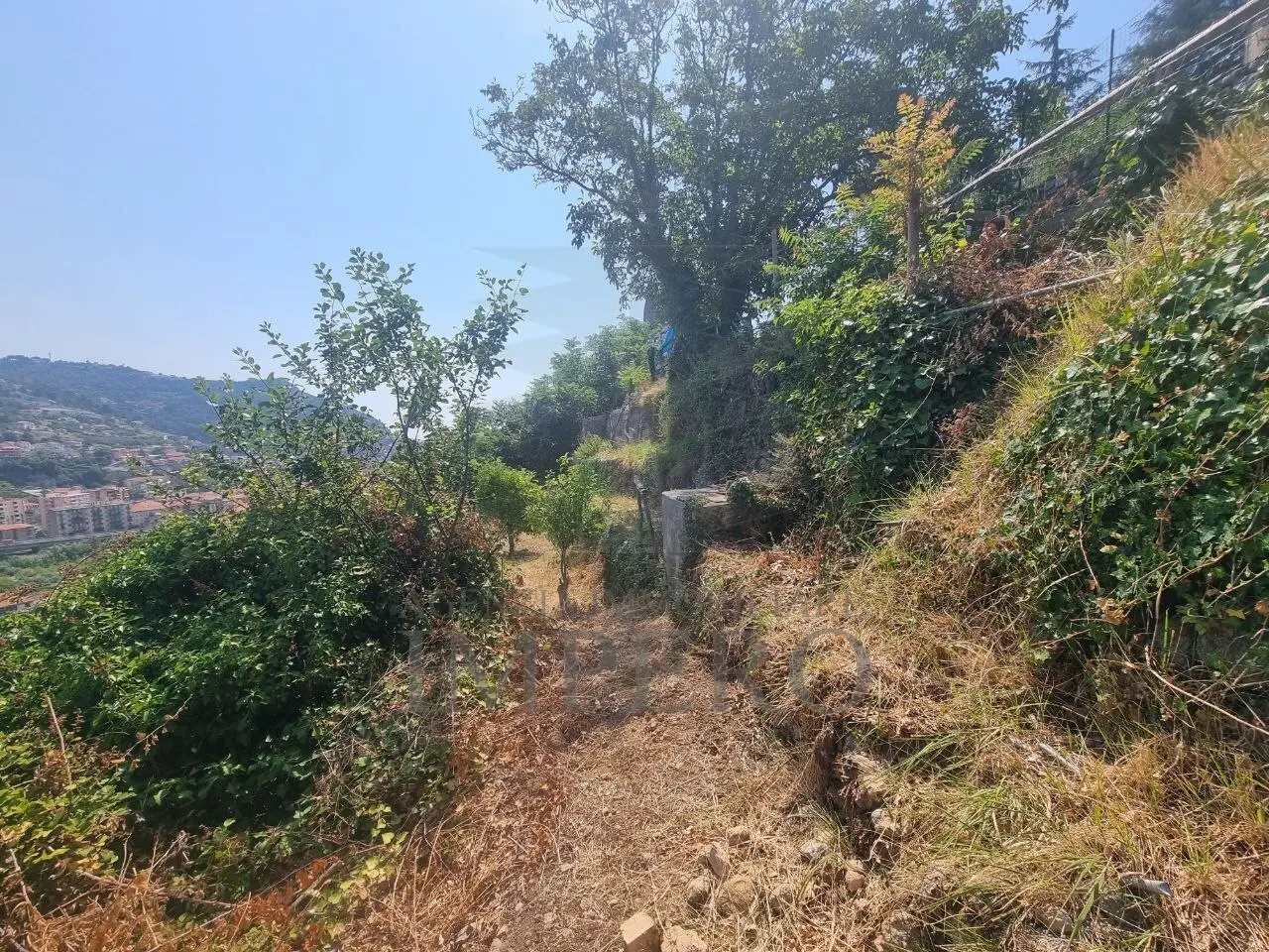 Immagine per Vigneto in vendita a Ventimiglia via Daffra 20