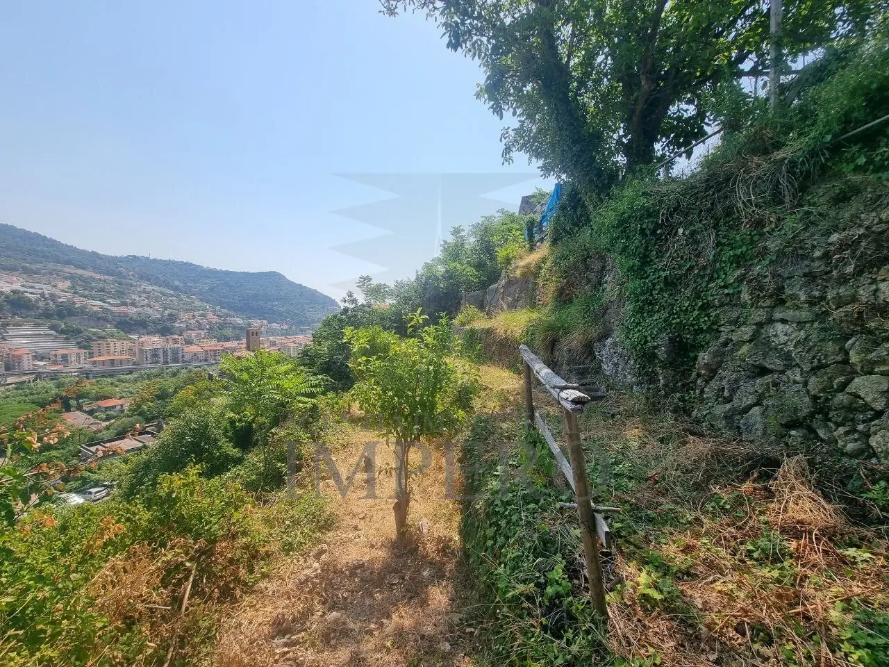 Immagine per Vigneto in vendita a Ventimiglia via Daffra 20