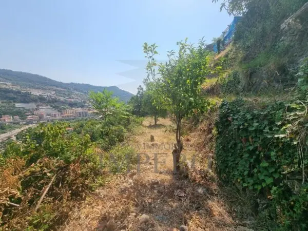 Vigneto via Daffra 20, Ventimiglia