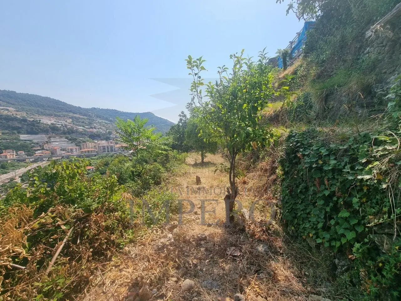 Immagine per Vigneto in vendita a Ventimiglia via Daffra 20
