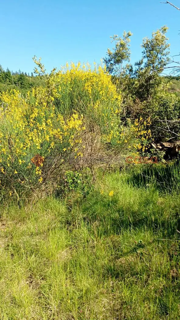 Immagine per Terreno Agricolo in vendita a Arezzo