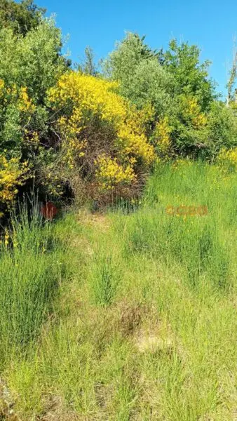 Terreno Agricolo Arezzo