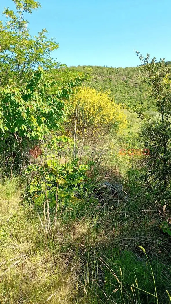 Immagine per Terreno Agricolo in vendita a Arezzo