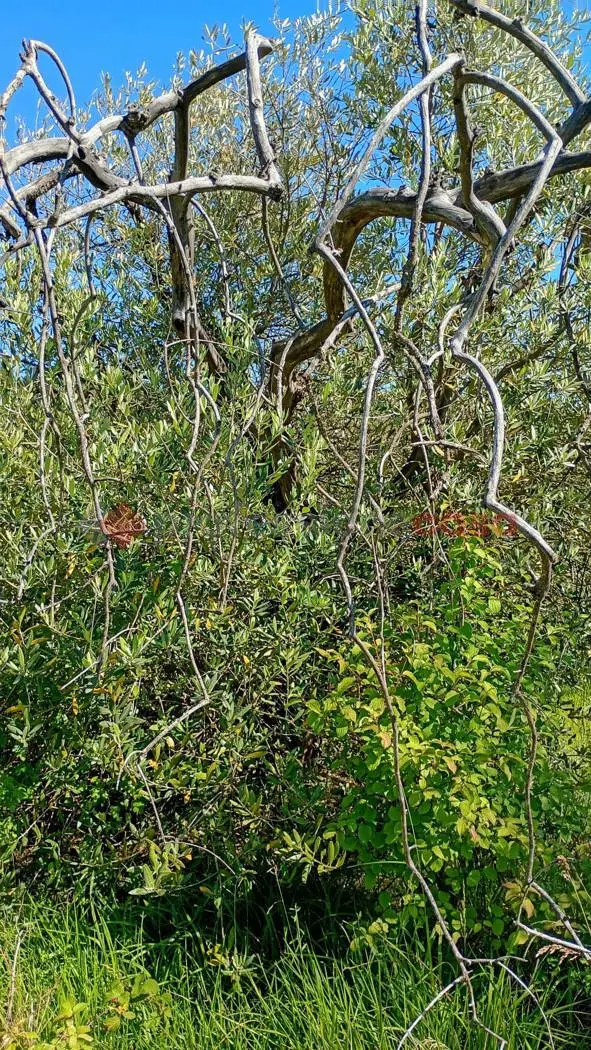 Immagine per Terreno Agricolo in vendita a Arezzo