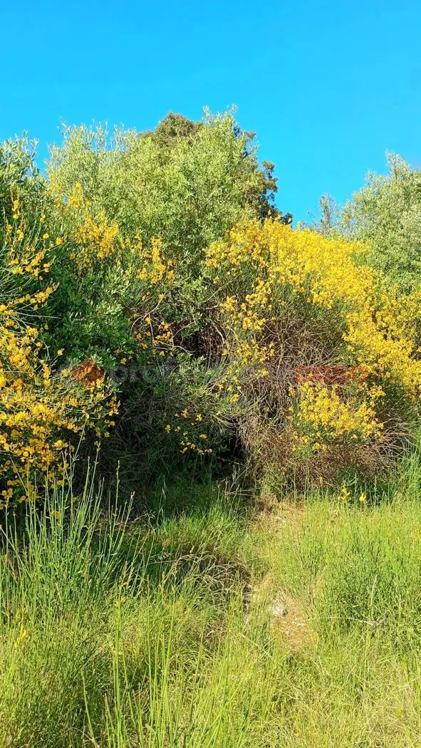 Immagine per Terreno Agricolo in vendita a Arezzo