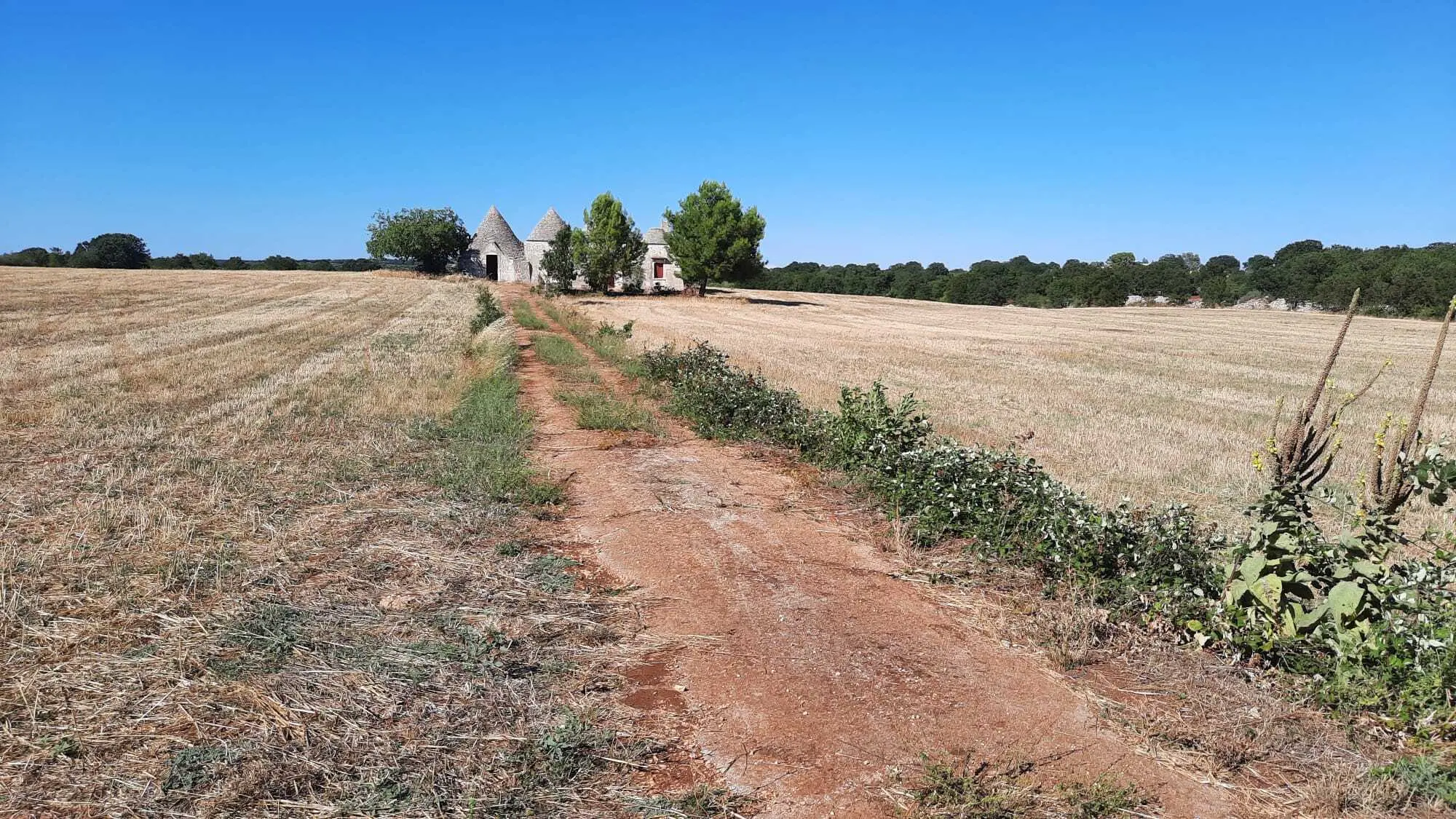 Immagine per Villa in vendita a Alberobello via Contrada Malvischi