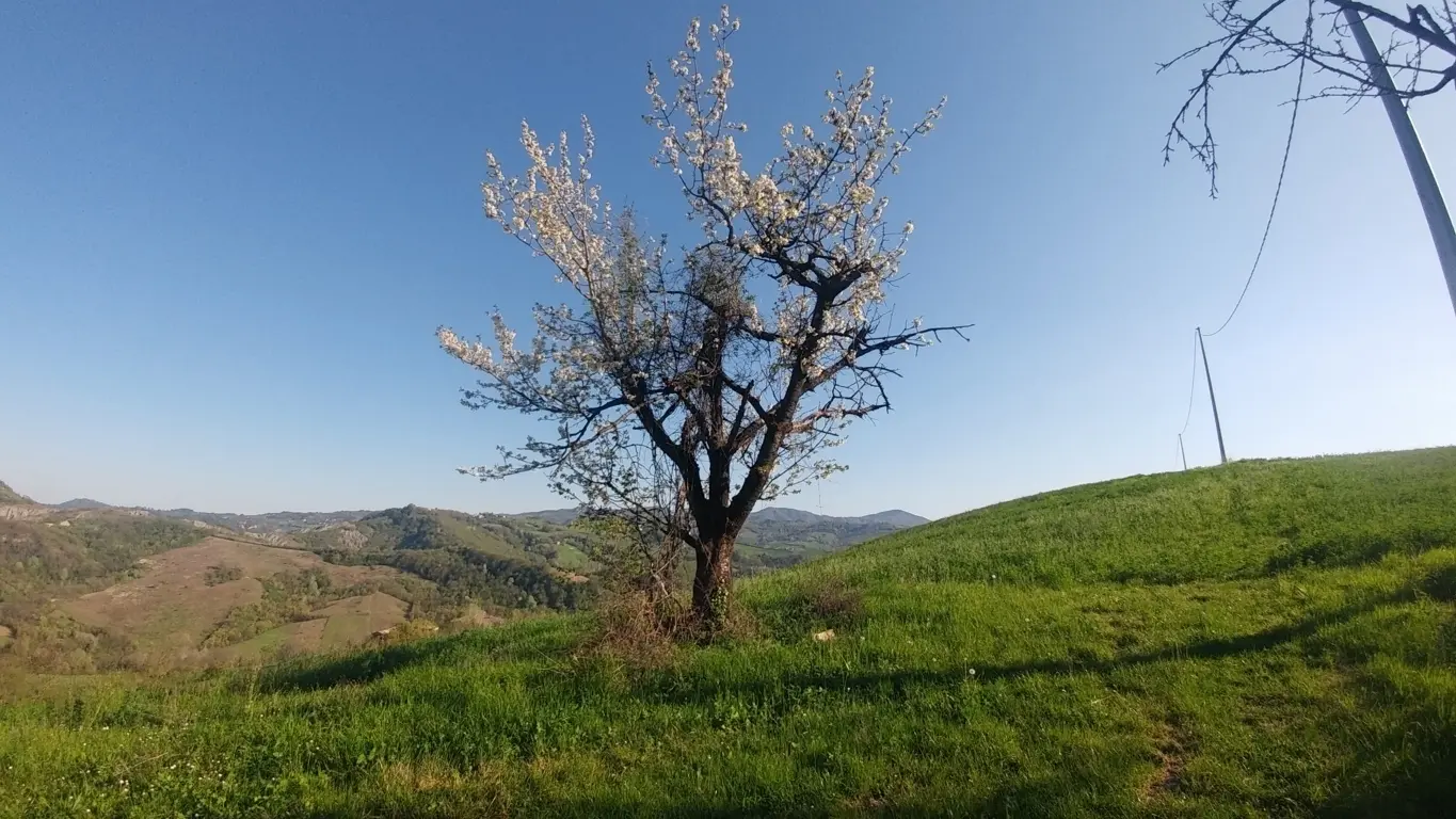 Immagine per Terreno in vendita a Monte San Pietro via Castello 45