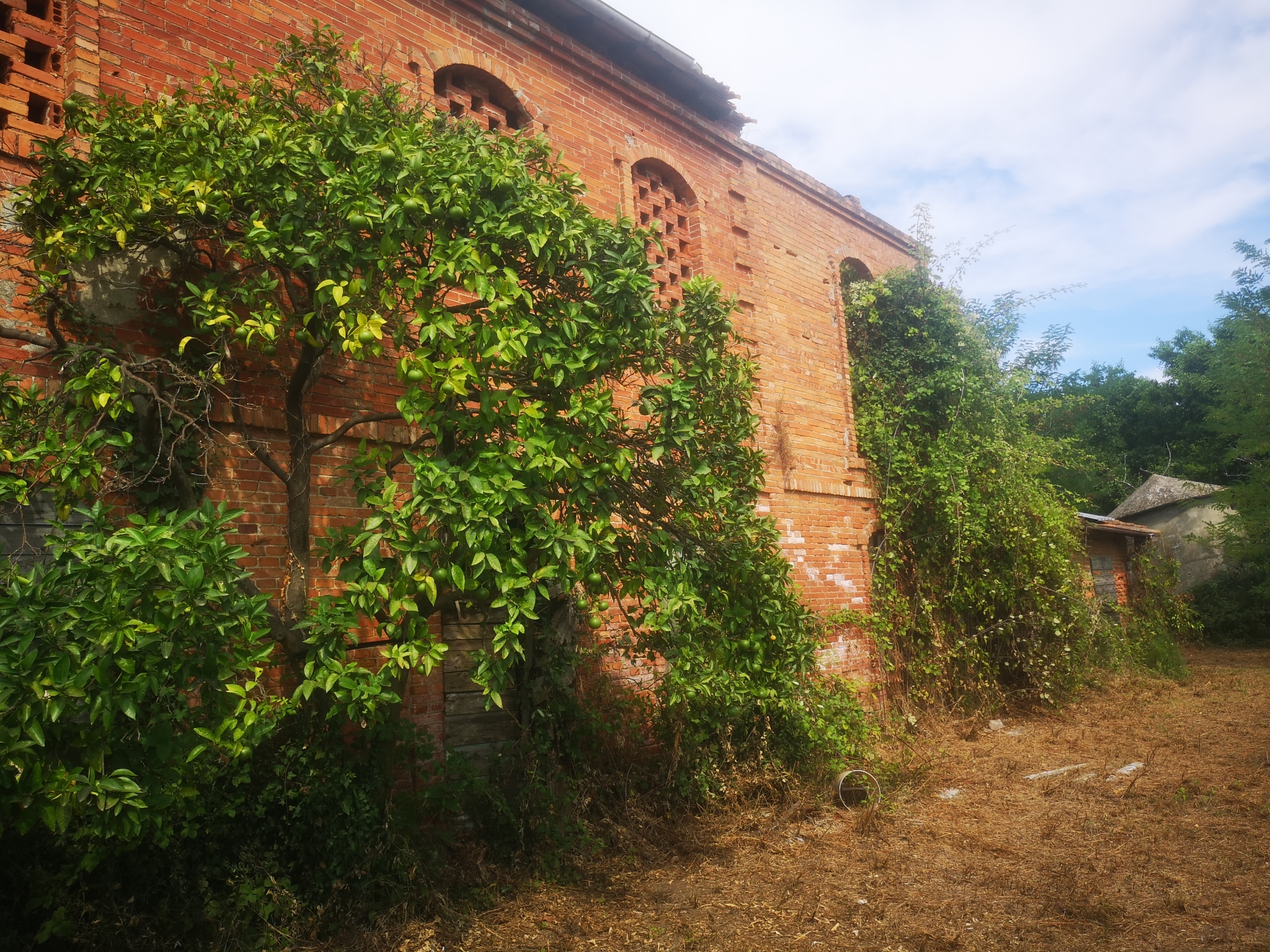 Immagine per Casale in vendita a Castelnuovo Magra via Tavolara 59