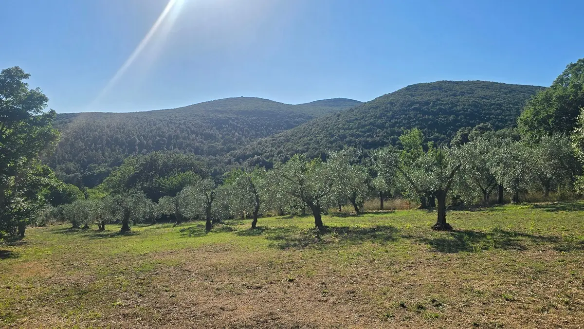 Immagine per Rustico in vendita a Lugnano in Teverina via Vocabolo Vallenera 24