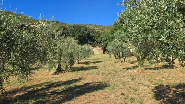 Rustico via Vocabolo Vallenera 24, Lugnano In Teverina