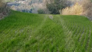 Terreno via Cannella, Mondavio
